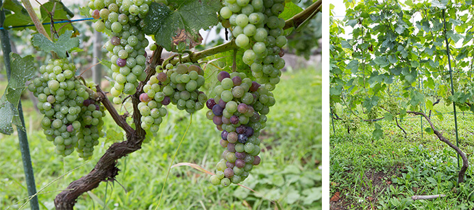 ワイン用ブドウの栽培は2006年に開始。野菜畑に続く15アールの畑では実験的に、欧州系品種のブドウ11種類を栽培し、適応品種を見つけていった。